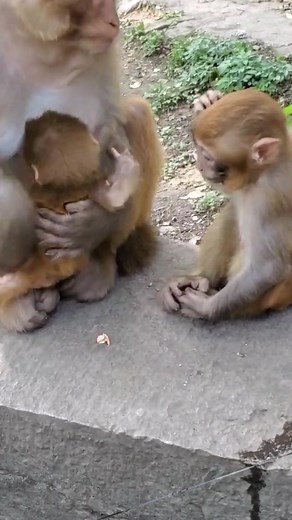 Funny Monkey Memes That Will Make You Laugh