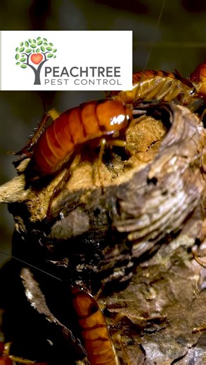 Supersavers and More | 🐜 Augusta GA, your pests are officially on notice. Peachtree Pest Control isn’t here to play nice — we’re here to protect your home like... | Instagram