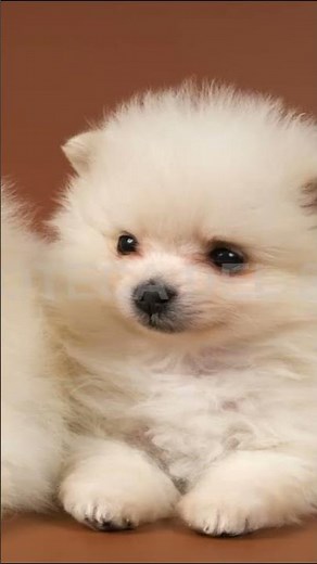 ¿Por qué los perros hacen este sonido tan triste? 🥺 #perro #mascotas