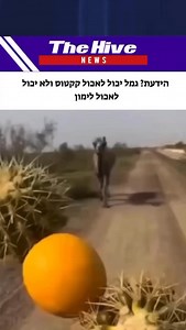 The Hive News on Reels