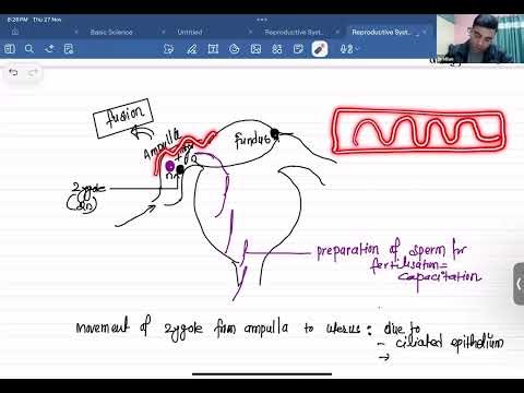 Reproductive system lec-3