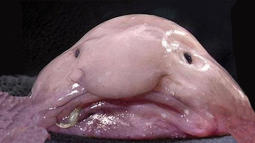 4K views · 93 reactions | I get a lot of weird blob creatures sent to me. But are they all real? Check out my top 4 submissions and see if you can tell. | Billschannel | Facebook