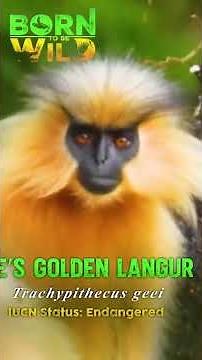 Endangered golden langur, nakita sa Bhutan! #shorts | Born To Be Wild