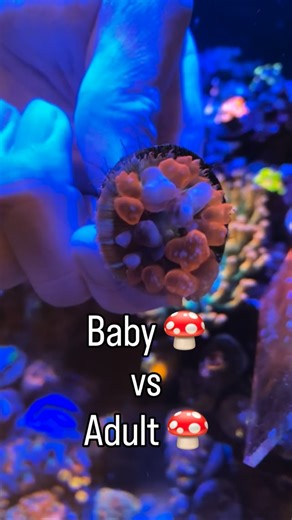 The Koral King’s Reef 🐠 on Instagram: "Which one had the best glow-up⁉️🍄🔥 #koralking #saltwateraquariums #mushroomcoral #coralreef"