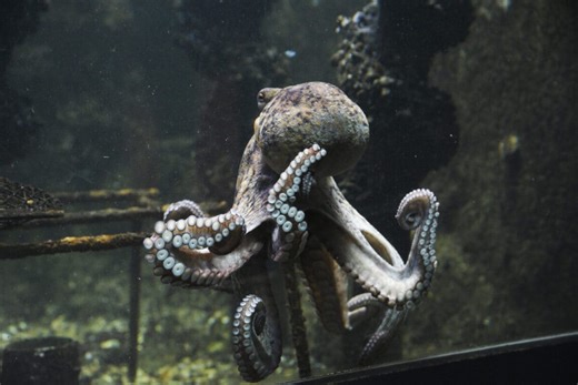This Octopus Pulled Off a Daring Escape From a New Zealand Aquarium
