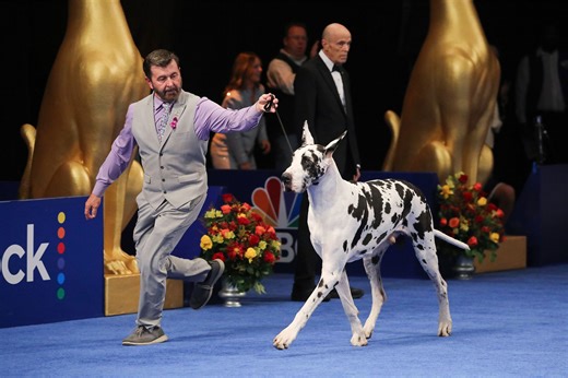 How to Get Your Dog Into the National Dog Show