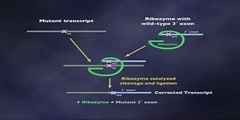 RNA as an Enzyme Lecture part 9