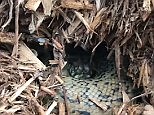 Video reveals location of python hiding in mulch pile