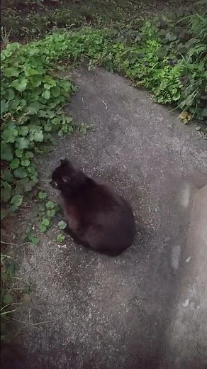 コタちゃん❗️コモちゃん❗️幸せ😆🍀スタート❗️あり#80smusic #music #oldies #song #coversong #cat #元気になる動画 #保護猫 #元気お届け #chat