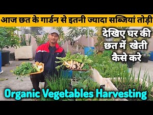 Winter Orgenic Vegetable Harvesting | देखिए घर के छत में सब्जियां कैसे उगाते है |