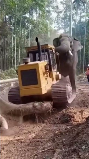 Wild Elephants Prevent Illegal Forest Blasting — Heavy Machines Destroyed