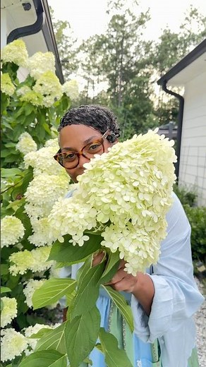 Growing Limelight Hydrangeas