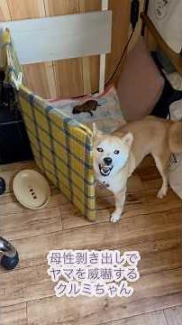 繁殖引退犬を貰ってきたらまさかの身重で突如爆誕したベビ達の成長記録