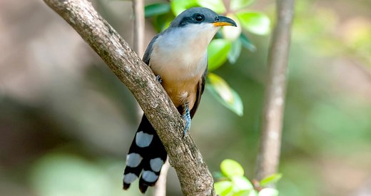 Mangrove Cuckoo Identification, All About Birds, Cornell Lab of Ornithology