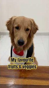 CRISPR’s favorite snacks are healthier than most humans #goldenretreiver #puppy #dogsofyoutube