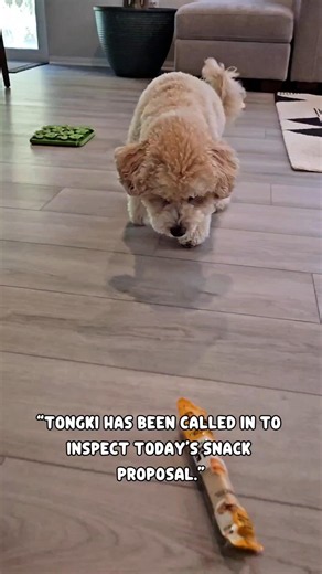 Snack Vendor APPROVED ✅ The CCO Compliance Review #TongkiCCO #CorporateDog #FunnyDogs #VendorReview