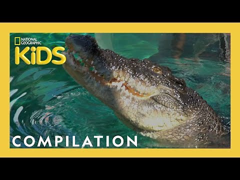 Fearless Adventures with Jack Randall 🐊 | 25 Minutes | Nat Geo Kids Compilation | ‪@natgeokids‬
