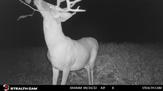 Let your inventory and scouting begin with Buck Fever Synthetics Shop-https://buckfever.com/ #buckfever #buckfeverscents #deerhunting #bowhunting #outdoors #deerseason #mockscrapes | Buck Fever Synthetics