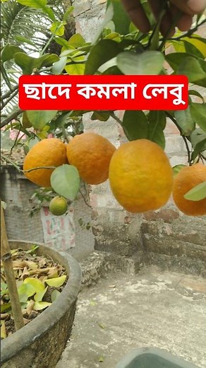 Orange 🍊 #orange #orangeplant #orangelovers #trendingreels #trendingshorts