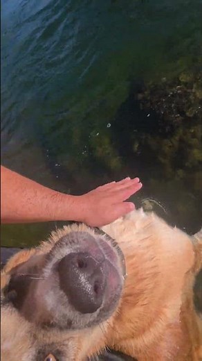 Bañando mi cachorro #petfriendly #viral #shower