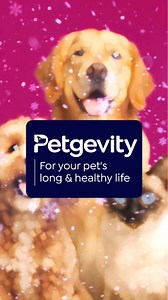Our Lifetime Plus policy covers up to £15K vet fees, gives access to video vet 24/7 with a choice of optional extras for your dogs specific needs. | Petgevity UK