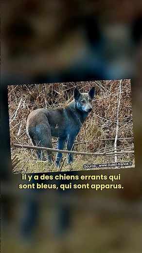 Des chiens bleus à cause des radiations à Tchernobyl ? 😱