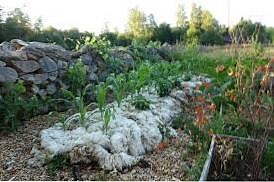 Mulching With Wool: Can You Use Sheep's Wool As Mulch? - Gardeninguru