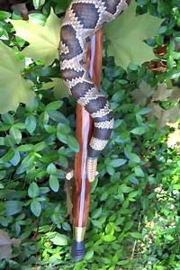 I just finished carving rattlesnake walking stick # 113 from a single piece of lodgepole pine. I'm sorry, this one sold before I could get the notification up on my social media pages. I'll get started carving another rattlesnake stick to replace this one, and I'll have a new video up on my YouTube channel, Stinnett Sticks, tomorrow! . . . . . #wood #woodart #woodcarving #carving #woodcarver #art #walkingstick #walkingstaff #rattlensake #rattlesnakes #snakes #snakecarving #wildlife #wildlifeart 