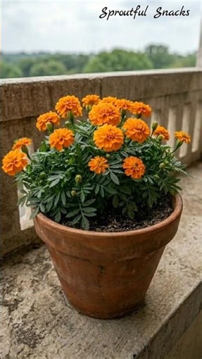 Marigold Timelapse 🌼 Seed to Bloom in a Terrace Pot | Satisfying Plant Growth