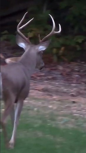 Big 6 point! #pineylife