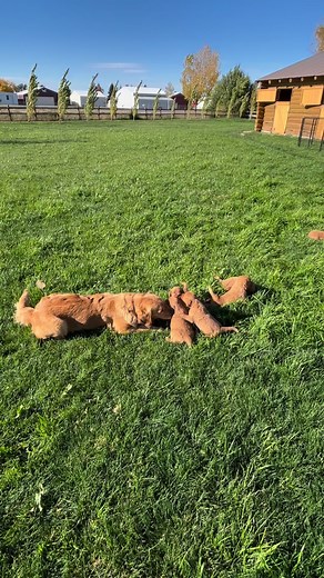 Kuri and Waylon give Mama Rosie a break! #puppyplaytime | The Hoof Cowboy