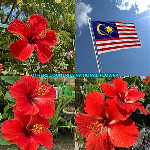 Exploring the Beauty of Japan Through Flowers