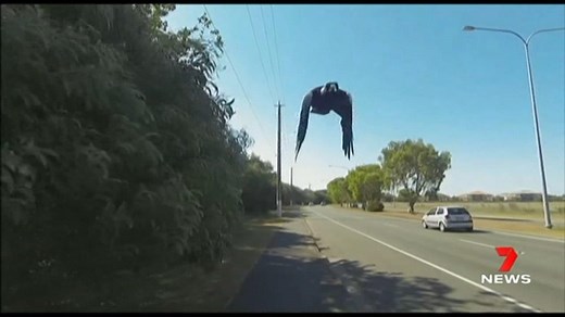 79K views · 284 reactions | It may still be winter, but magpies have already begun their annual swooping season. Experts say with the increased chance of getting attacked, now is the time to start taking precautions. www.7NEWS.com.au #7NEWS | 7NEWS Adelaide | Facebook