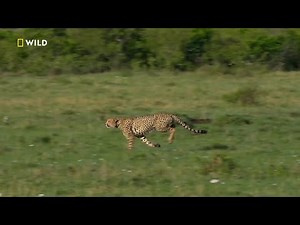 International Cheetah Day | National Geographic