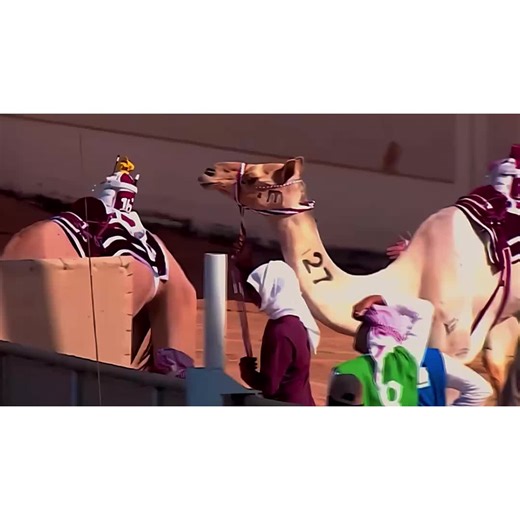 رسالة هجن الشحانية: حمس العالم على شوفه حلاه