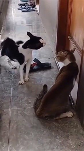 Cámara Carnal que le corres 🗣 #parati #humor #gatos #shortvideo