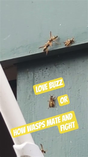 love buzz wasps mating and fighting