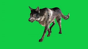 Download Dog walking front side view loop 3d animation isolated on green screen background for free