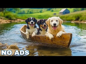 12 Hours of Dog Calming Music for Dogs 💖 Separation Anxiety Relief Music for Dogs 🐶🎵 dog music