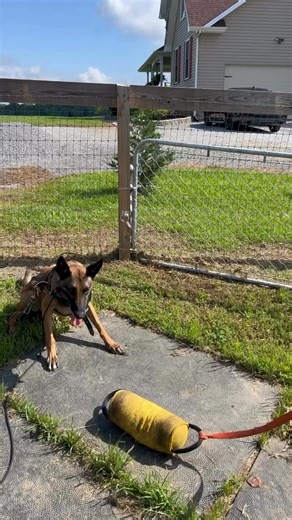 💥🗣️IT’S NOT WHAT YOU SAY, IT’S HOW YOU SAY IT 🗣️💥 Teaching Bek how to add an alert command with Lecter by using classical conditioning linked to a predictable behavior, as well as the importance of voice inflection. #k9servicesunlimited #dogtraining #alertcommand #VoiceInflection #classicalconditioning #balancedtraining #trainingwithpurpose #k9training #dogobediencetraining #workingdogs #dogtrainerlife #dogbehavior #trainingtips #malinoisofinstagram #canecorsotraining #dutchshepherd #k9servi
