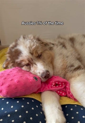 Aussies: The 1% of Time vs. 99% Life
