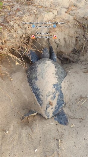 Before a female sea turtle digs her egg chamber, she clears and shapes the sand with her body. We call the resulting hollow in the sand ‘body pit’, the first step of building an actual nest. In Costa Rica the locals often call it often ‘hacer la cama’ in Spanish (making the bed). Not quite an angel 👼, but just as sweet.☺️ | Christine Figgener