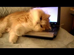 Kitty says " Don't touch MY computer "