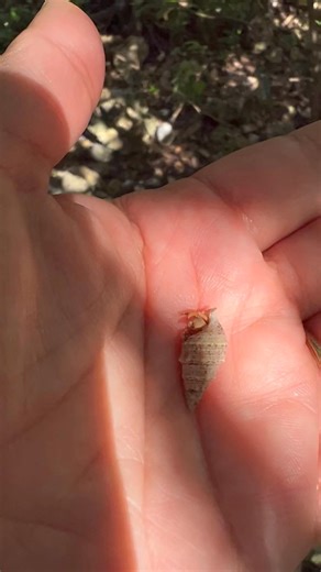 Hermit crabs of all sizes here at Crustacean Plantation… from the tinies to the big guys… all of them help us tell our story… well, their story 😉 #leavetheshelltakethememory #taketrashnothomes #hangingwithmyhermies #hermitcrabs | Crustacean Plantation