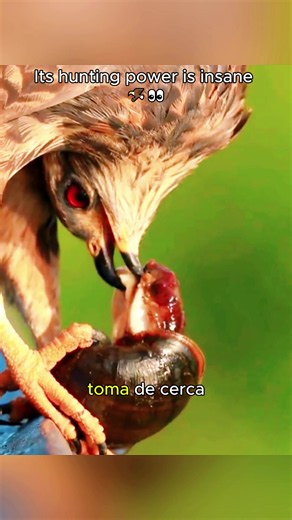 A single Snail Kite devours thousands of golden apple snails in a year—it is truly their natural predator. #AnimalFacts #AnimalExplanation #SnailKite