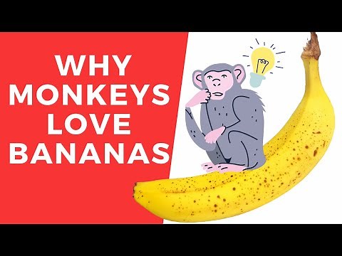 Why do monkeys like bananas?