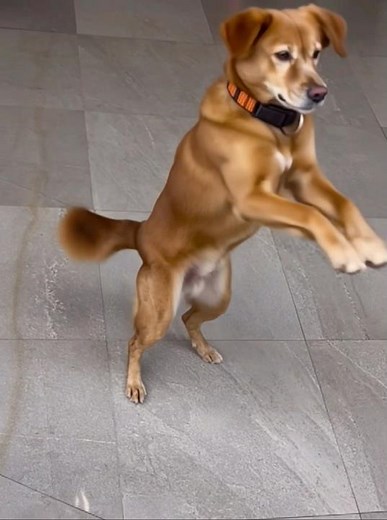 Husky Dance Meme Recreated! 😂 You Won’t Stop Watching This Viral Pup 🐾 #Husky #memes