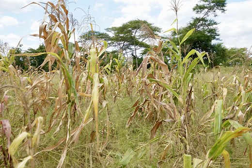Addressing the Drought Crisis in Zambia