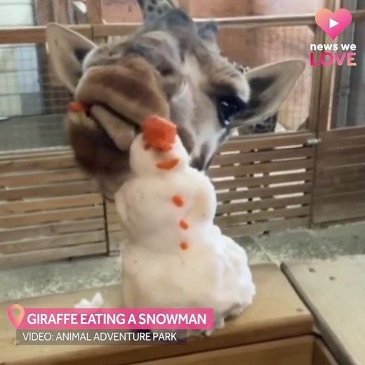 #NewsWeLove ❤️️🦒 "Do you want to build...eat a SNOWMAN?" Johari the giraffe enjoys a snow-day treat at the Animal Adventure Park ☃️ | My NBC5