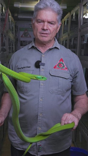 Meet one of Africa’s most iconic tree-dwelling snakes 🐍🌿 Fast, alert, and highly venomous — but also misunderstood. If you work or live in snake-active areas, knowing how to identify and react safely can save a life. 🎓 Gain real knowledge, real skills, and real confidence in our Snake Awareness & Identification Course. 📅 Public courses: Last Saturday of every month 🏗 Corporate training for mines, farms & construction teams 🔗 Book now via our website Are you ready to become an expert snake